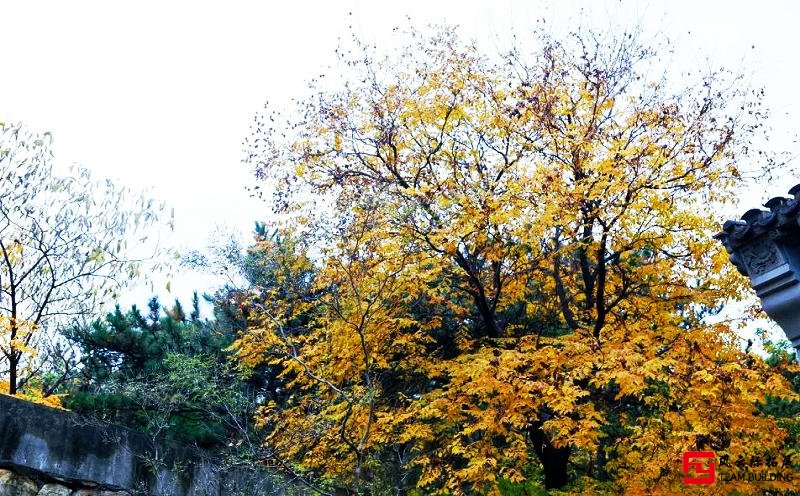 秋風蕭瑟，層林盡染